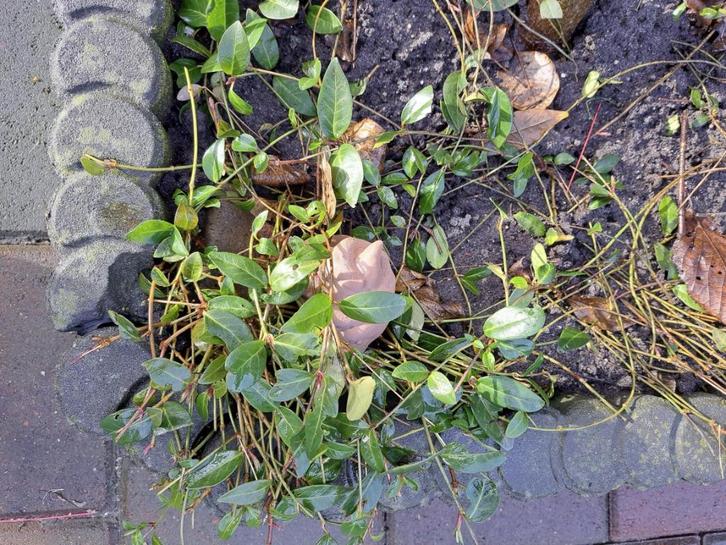 Geocaching “hondendrol” cache-container – 3D print (klein), Hobby en Vrije tijd, Overige Hobby en Vrije tijd, Nieuw, Ophalen of Verzenden