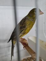 Topzanger  kanarie, Dieren en Toebehoren, Vogels | Kanaries, Mannelijk, Postuurkanarie