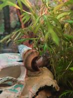 Herculea Brotia slak +- 7 cm, Dieren en Toebehoren, Slak of Weekdier