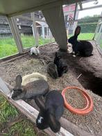 Mooie baby konijntjes kruising Dwerg/ Vlaamse Reus, Dieren en Toebehoren, Konijnen, Meerdere dieren, Groot