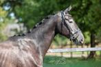 Prachtige 3 jarige ruin Just Wimphof x Rubels, Gechipt, Ruin, Dressuurpaard, Zadelmak