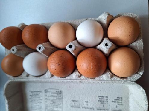 Verse eieren, Dieren en Toebehoren, Pluimvee | Toebehoren, Nieuw, Overige typen, Ophalen