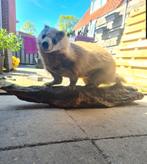 taxidermie opgezette das, Verzamelen, Ophalen of Verzenden