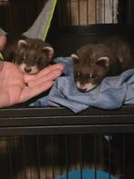 2 Lieve Fretjes met Kooi en toebehoren, Dieren en Toebehoren, Mei, Mannelijk