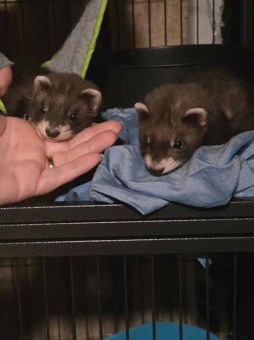 2 Lieve Fretjes met Kooi en toebehoren, Dieren en Toebehoren, Overige Dieren, Mannelijk, Mei