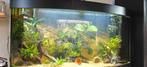Jewel Vision 260  set met bewoners, planten, cherax, garnaal, Dieren en Toebehoren, Vissen | Aquaria en Toebehoren, Ophalen, Gebruikt