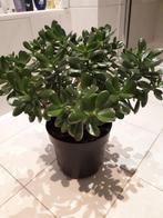 Grote Crassula ovata, Huis en Inrichting, Kamerplanten, Ophalen of Verzenden, Halfschaduw, Minder dan 100 cm