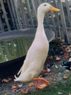 Loopeenden. 2025., Dieren en Toebehoren, Pluimvee, Meerdere dieren, Eend