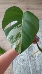 Monstera Variegata stek nr. 4, Ophalen, Overige soorten, Halfschaduw, In pot