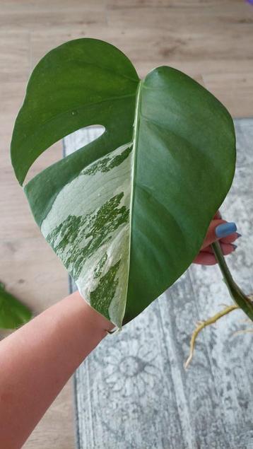Monstera Variegata stek nr. 4 beschikbaar voor biedingen