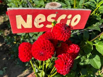 ==>Dahlia knollen Nescio rood pluktuin <== beschikbaar voor biedingen