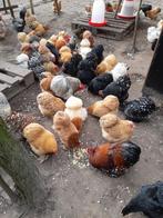 Super lieve COCHIN kriel kuikentjes in alle kleurslagen🐣🐥, Vrouwelijk, Kip