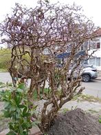 Bomen, Overige soorten, 100 tot 250 cm, Zomer, Ophalen