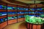 Aquariumstellingen, 14 stuks beschikbaar, Dieren en Toebehoren, Ophalen, Gebruikt, Leeg aquarium