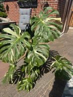 monstera thai constellation, Ophalen of Verzenden