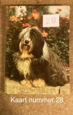 Ansichtkaart hond Tibetaanse terriër, Verzenden, Ongelopen, Hond of Kat