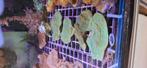 Montipora Ultra green zeewater aquarium, Dieren en Toebehoren, Vissen | Aquariumvissen, Overige typen