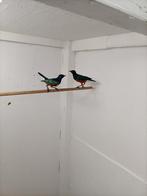 Mooi koppel, Dieren en Toebehoren, Vogels | Duiven, Meerdere dieren, Overige soorten