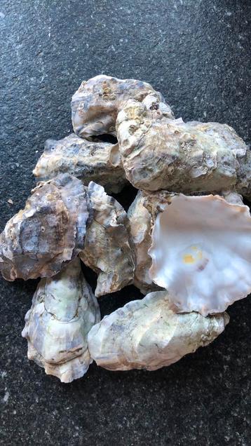 Oesterschelpen (per 10) beschikbaar voor biedingen