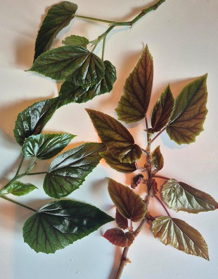 Kamerplant | stek begonia, Huis en Inrichting, Kamerplanten, Overige soorten, Minder dan 100 cm, Groene kamerplant, Halfschaduw