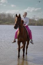 Verzorgpaard gezocht omgeving schiedam, Dieren en Toebehoren, Ophalen, Nieuw