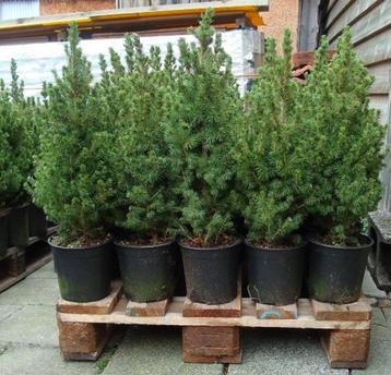 Kerstboompjes Conica`s in pot hele Mooie beschikbaar voor biedingen