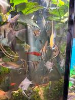 jonge maanvisjes, Dieren en Toebehoren, Vissen | Aquariumvissen, Vis, Zoetwatervis, Schoolvis