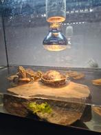 Schildpaden, Dieren en Toebehoren, Ophalen of Verzenden, Vis