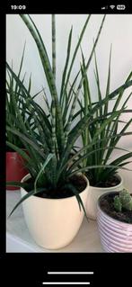 Vet plant ps €10, Huis en Inrichting, Kamerplanten, Ophalen, Halfschaduw, Minder dan 100 cm