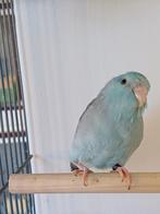 Te koop Forpus coelestus DF misty blauw, Dieren en Toebehoren, Mannelijk, Parkiet, Geringd