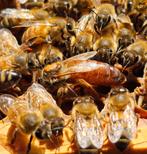 Buckfast F1 moeren - Bijen koningin Zachtaardige koninginnen, Dieren en Toebehoren, Insecten en Spinnen, Bijen