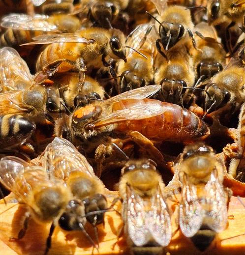 Buckfast bijenvolken 6 raams | F1 koninginnen bijen kopen, Dieren en Toebehoren, Insecten en Spinnen, Bijen
