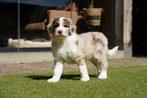 Aussiedoodle pups | Australian Shepherd x Poedel, Dieren en Toebehoren, Honden | Niet-rashonden, Nederland, CDV (hondenziekte)