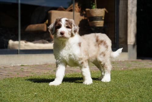 Aussiedoodle pups | Australian Shepherd x Poedel, Dieren en Toebehoren, Honden | Niet-rashonden, Meerdere dieren, Fokker | Professioneel