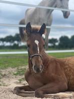 Veelbelovend merrieveulen, D'Obsession A x Weltmeyer, Dieren en Toebehoren, Merrie, Dressuurpaard, 0 tot 2 jaar, Onbeleerd