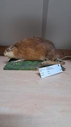 Mooie opgezette Muskusrat perfecte staat! Taxidermie, Verzamelen, Ophalen of Verzenden, Zo goed als nieuw, Vogel, Opgezet dier