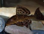 Jonge pleco, Vis