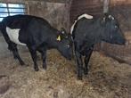 2 lakenvelder vaarzen, Dieren en Toebehoren, Runderen, Vrouwelijk