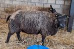 Hoogdrachtige stamboek fokooien Blauwe Texelaar, Vrouwelijk, Schaap