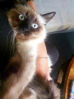 Ragdoll kat vrouwtje, Dieren en Toebehoren, Katten en Kittens | Raskatten | Langhaar, Poes, Ontwormd