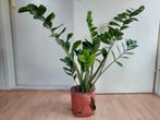 Zamioculcas Zamiifolia - ZZ-plant/Emerald Palm/Vetplant 85cm, Ophalen, Vetplant, Halfschaduw, Minder dan 100 cm