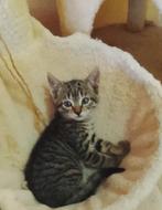 Kruising Ragdoll kittens, Dieren en Toebehoren, Meerdere dieren, Kortharig, 0 tot 2 jaar