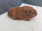 Rood cali zwart beer, Cavia, Mannelijk, Juli, Tam