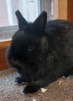 kleurdwerg  konijntjes, Dieren en Toebehoren, Mannelijk, Dwerg, 0 tot 2 jaar