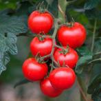 Tomatenplanten, Tuin en Terras, Planten | Tuinplanten, Ophalen, Volle zon, Groenteplanten, Eenjarig