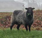 Gotland dekram, Mannelijk, Schaap