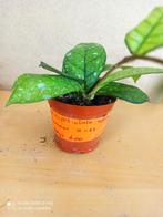 hoya crassipetiilata pm 8 nummer H1122, Ophalen of Verzenden, Overige soorten, Minder dan 100 cm