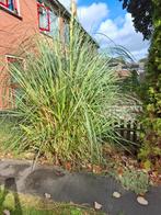 Gratis planten, Ophalen, Vaste plant, Overige soorten, Volle zon