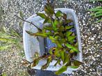 oriental mangrove zaden, Dieren en Toebehoren, Vissen | Aquaria en Toebehoren, Ophalen of Verzenden, Nieuw, Plant(en), Steen of Hout