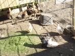 seramas, Meerdere dieren, Kip